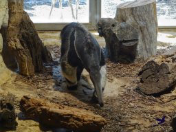 Tiergarten Schönbrunn am 27.01.2026